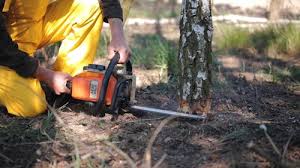 Tree and Shrub Care in Kaibito, AZ