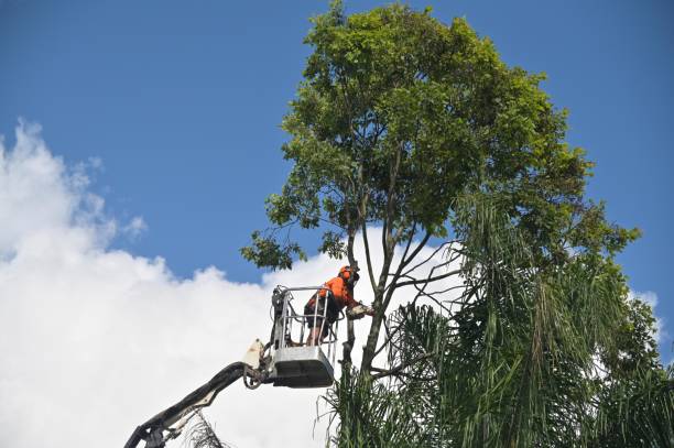 Best Landscape Design and Installation  in Kaibito, AZ